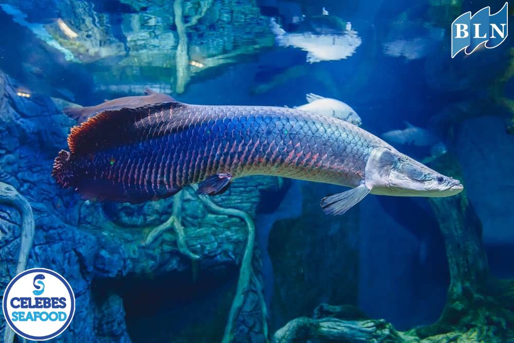 5 Reasons Why Predator Fish Cultivation is Prohibited